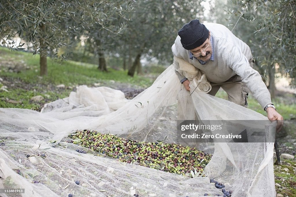 Old man harvesting olives