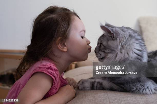 girl with her cat (maine coon tabby cat) - grey maine coon stock pictures, royalty-free photos & images