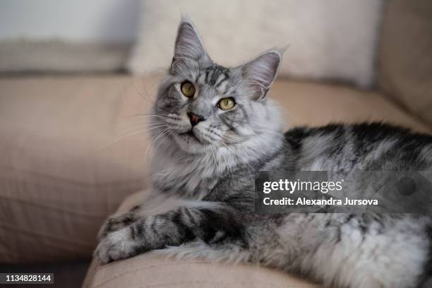 maine coon cat (silver black tabby) - grey maine coon stock pictures, royalty-free photos & images