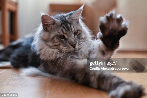 maine coon cat (tabby cat) - griffes ou pinces photos et images de collection