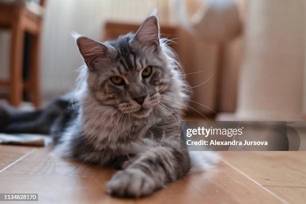 maine coon cat (tabby cat) - grey maine coon stock pictures, royalty-free photos & images