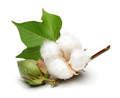 Cotton plant and green cotton boll with leaf isolated