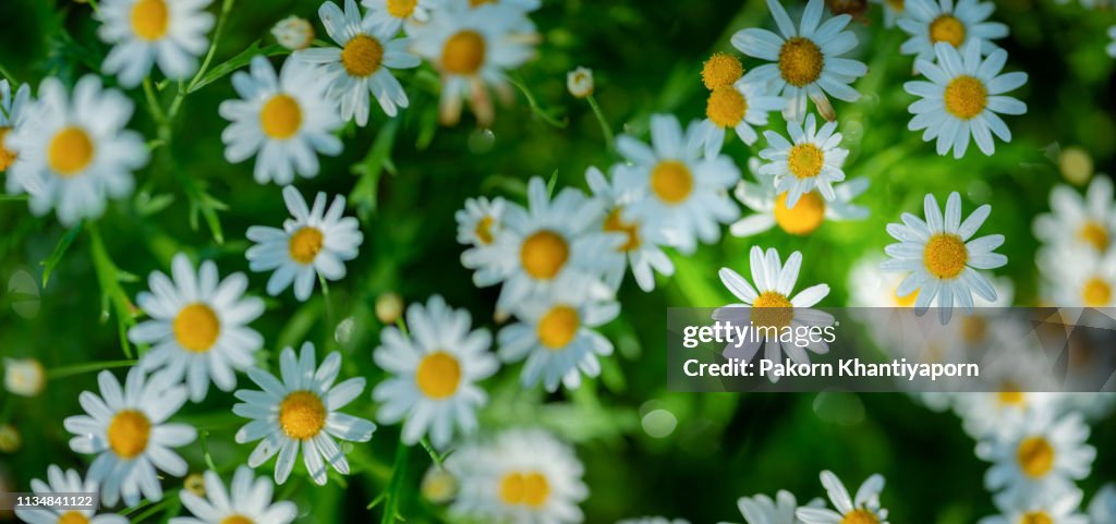 Daisy flower background