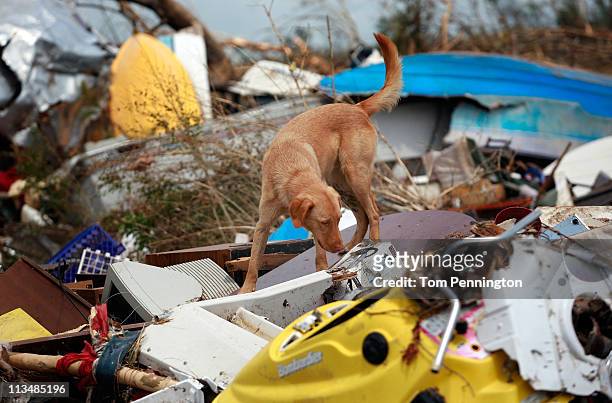 Search and Rescue Specialists Inc. Cadaver dog, Chance, searches for a body on May 2, 2011 in Tuscaloosa, Alabama. Alabama, the hardest-hit of six...