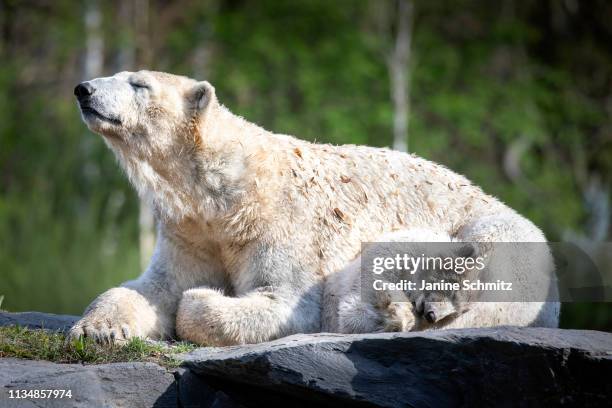 Polar bear cub Hertha sleeps next to her mother Tonja at the Tierpark Berlin zoo on April 04, 2019 in Berlin, Germany.