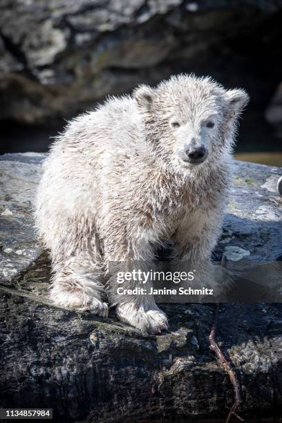 Polar bear cub Hertha at the Tierpark Berlin zoo on April 04, 2019 in Berlin, Germany.