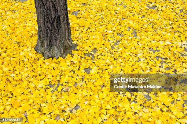 Queenie Stained Art 1000-Piece Jigsaw Puzzle – Golden Ginkgo Forest Autumn Landscape Puzzle For Adults - View #11