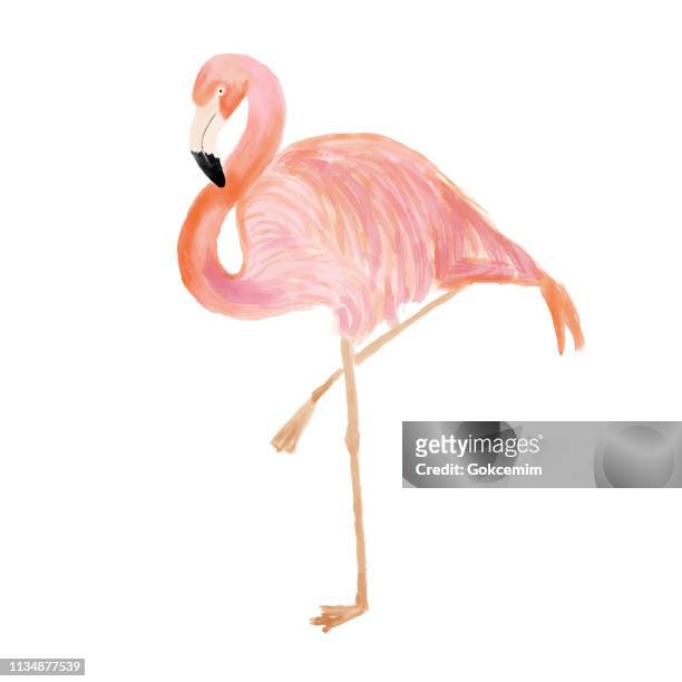 watercolor pink flamingo portrait, side view. tropical exotic bird background, tropical summer concept, design element. - flamingos stock illustrations