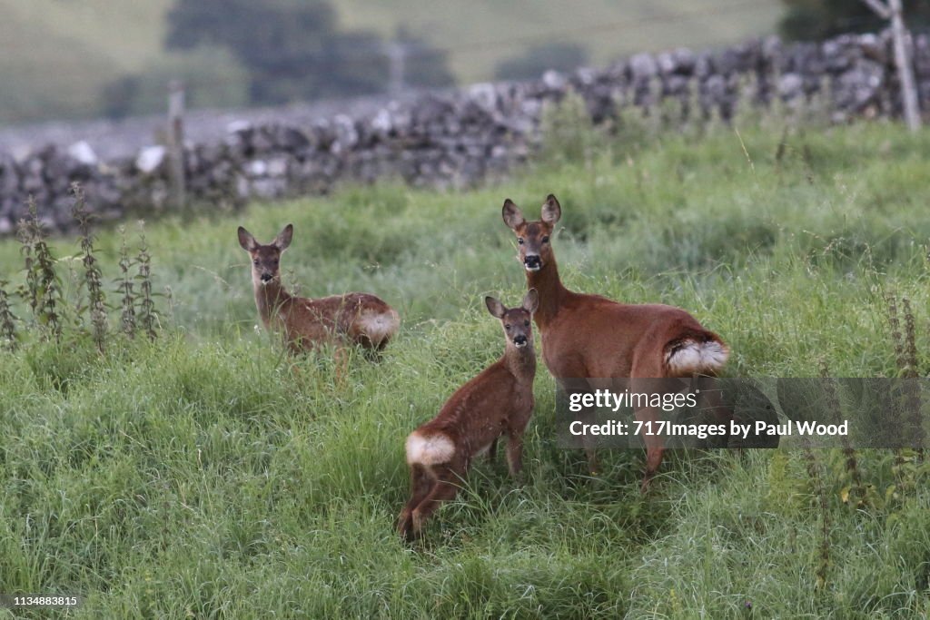 Roe deer family