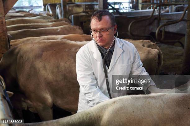veterinarian working in barn - bse stock pictures, royalty-free photos & images
