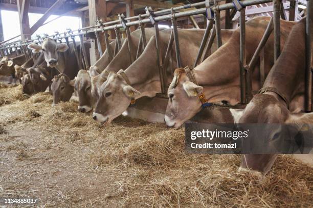 livestock feeding in a barn - cows eating stock pictures, royalty-free photos & images