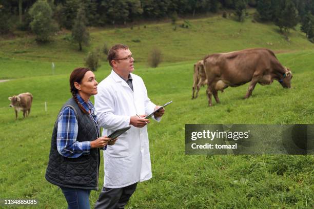 veterinaria y agricultora inspeccionan ganado en pasturas - animales granja fotografías e imágenes de stock