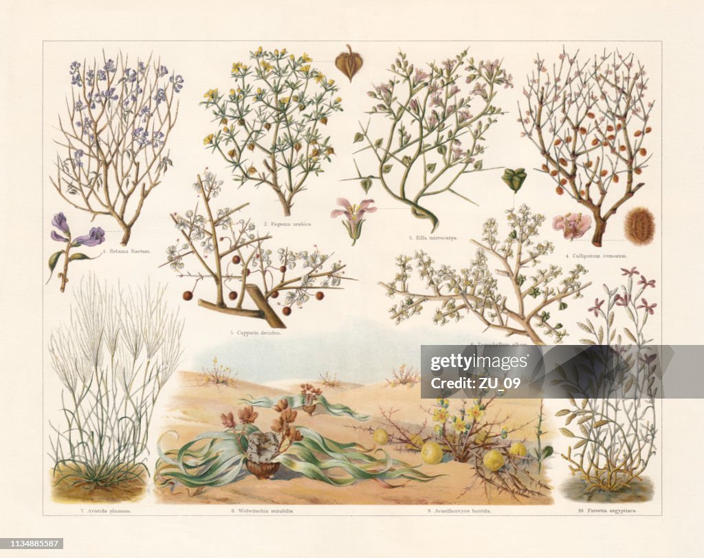 Plantas do deserto, cromoliógrafo, publicado em 1897