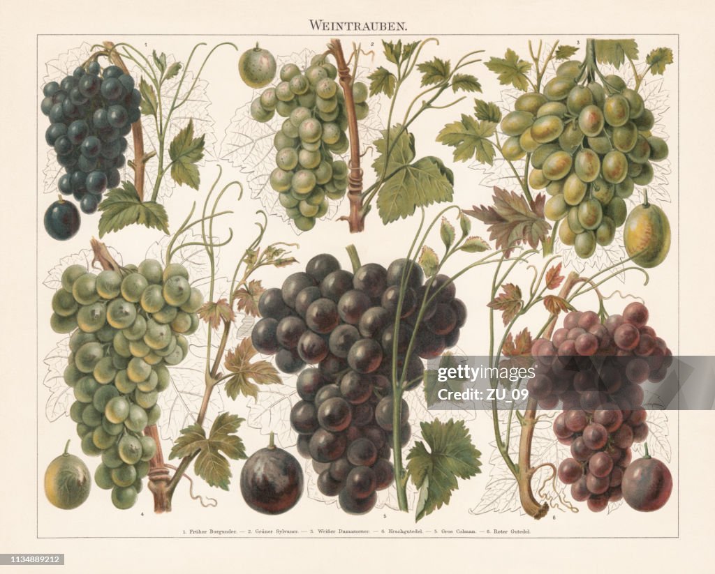 Grapes, chromolithograph, published in 1897