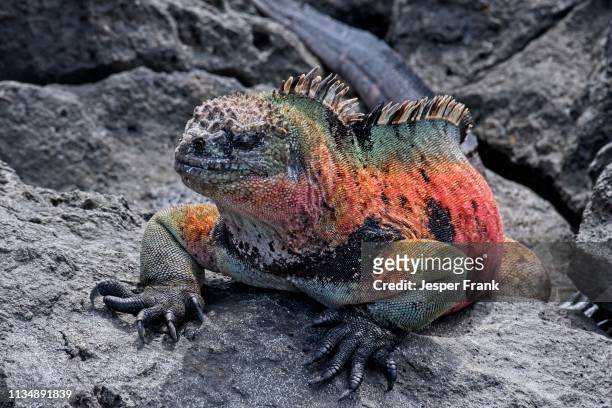 marine iguana - lizard stock-fotos und bilder