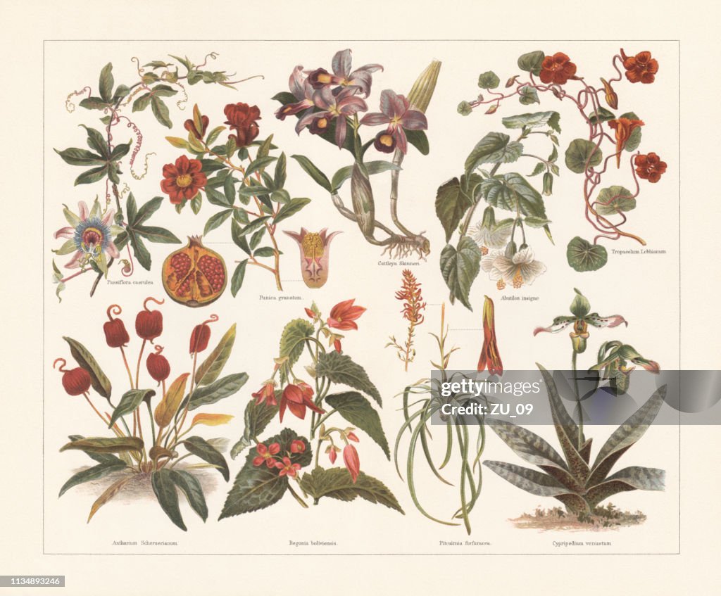 Houseplants, chromolithograph, published in 1897