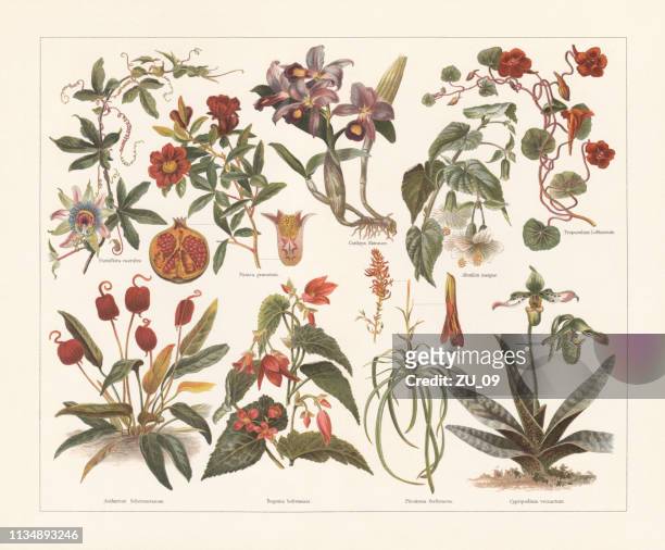 houseplants, chromolithograph, published in 1897 - pomegranate stock illustrations