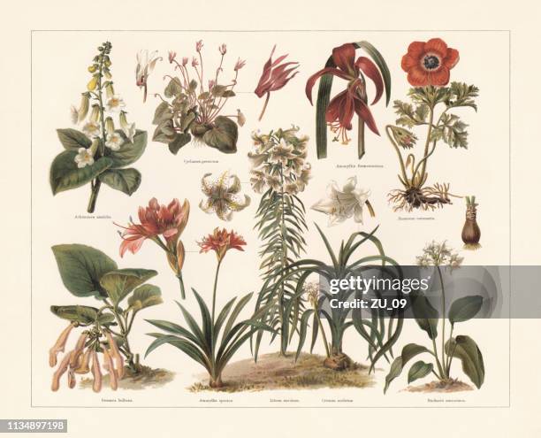 25点のグロキシニアイラスト素材 Getty Images 25点のグロキシニアイラスト素材 Getty Images