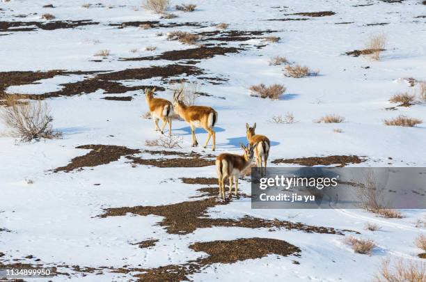 group of mongolian gazelle (procapra gutturosa)walking on the snow-covered grassland - mongolian gazelle stock pictures, royalty-free photos & images