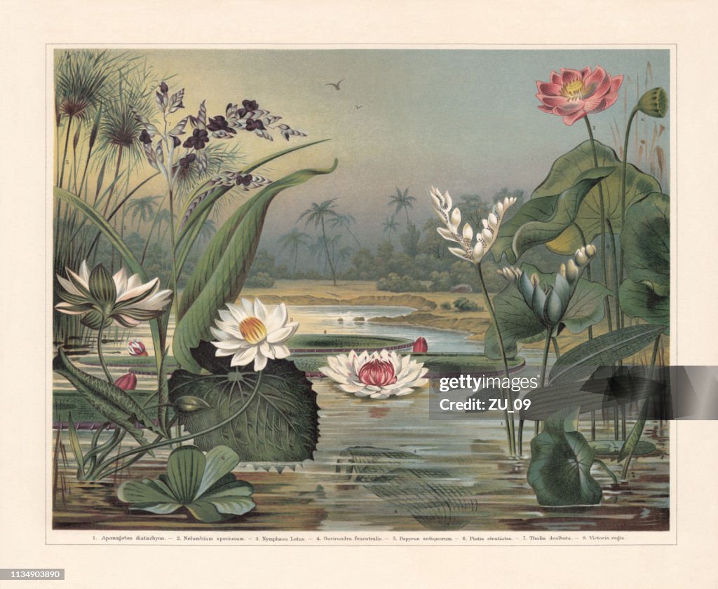 Water plants, chromolithograph, published in 1897