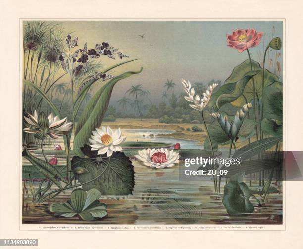 water plants, chromolithograph, published in 1897 - lithograph stock illustrations