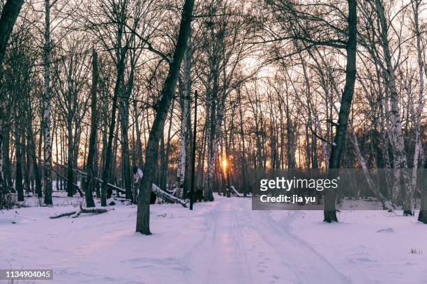sun shining through trees in winter during sunset - bare tree stock pictures, royalty-free photos & images