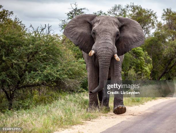 großer bullen-afrikanischer elefant in musth, der seine ohren schlägt, während er auf der straße im krüger nationalpark, südafrika, unterwegs ist. - desert elephant stock-fotos und bilder