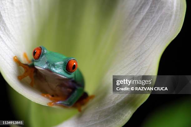 tree frog - rainette verte photos et images de collection