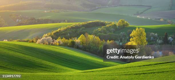 spring rural landscape of nature with blossoming trees on the green wavy hills of south moravia. beautiful sunset on the wavy fields of south moravia, czech republic. - moravia stock pictures, royalty-free photos & images