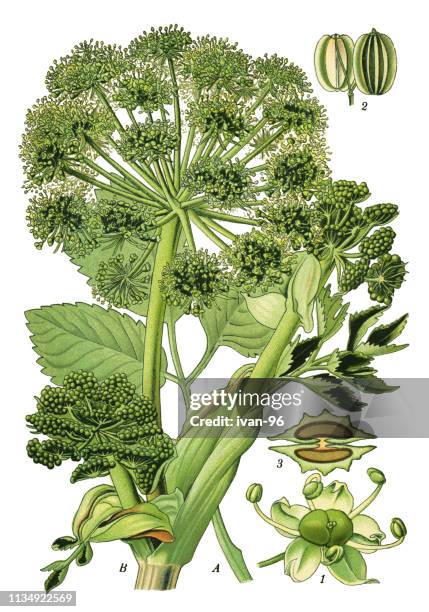 garden angelica, wild celery - angelica stock illustrations