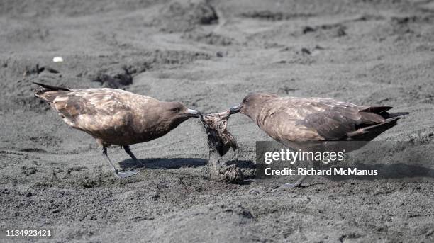 brown skuas - brown skua stock pictures, royalty-free photos & images