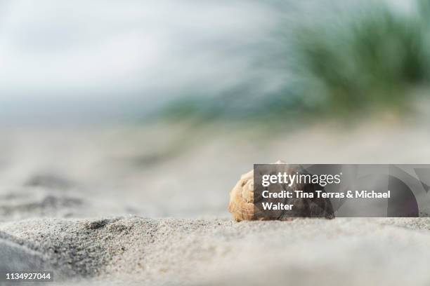 seashell on the beach under dune grass. - coquille et coquillage photos et images de collection