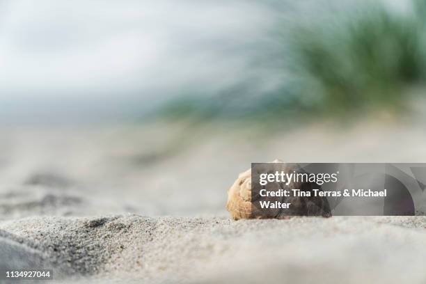 seashell on the beach under dune grass. - shell foto e immagini stock