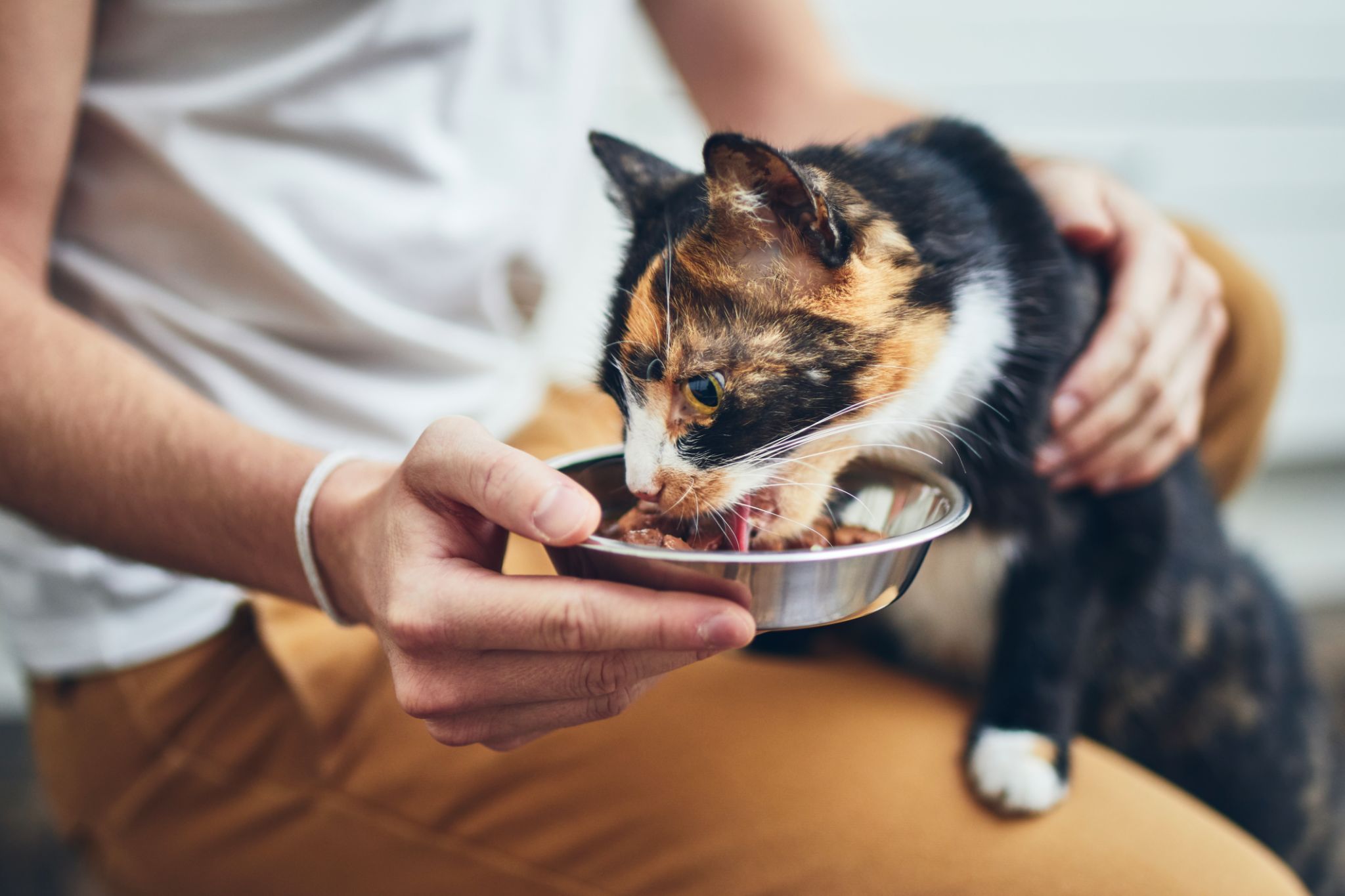 Domestic life with cat Domestic life with cat
