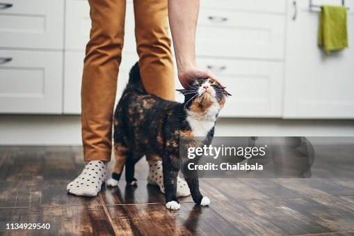 Domestic life with cat Domestic life with cat