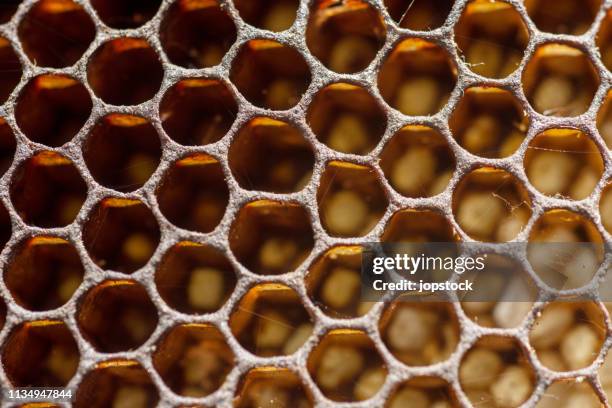 full frame shot of honeycombs cells - part of a whole stock pictures, royalty-free photos & images