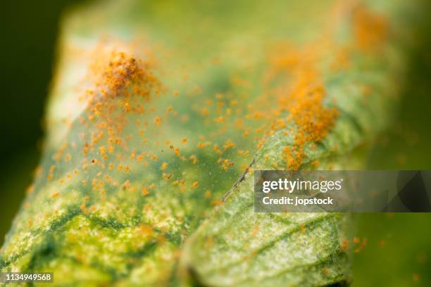 red spider mite tetranychus urticae - infestation imagens e fotografias de stock