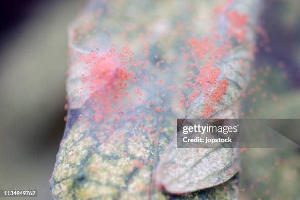 red spider mite tetranychus urticae - ácaro vermelho imagens e fotografias de stock