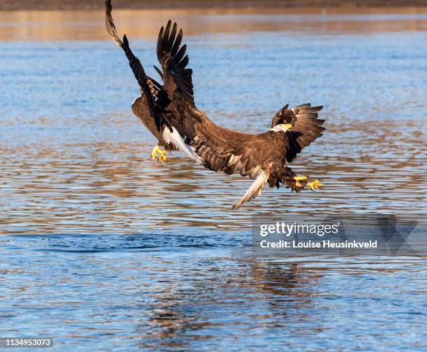 bald eagles, haliaeetus leucocephalus, collide while diving for fish - wildunfall stock-fotos und bilder