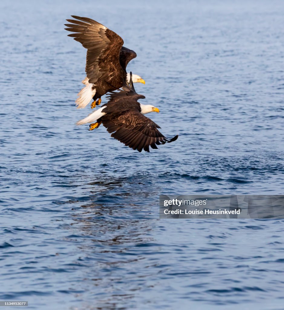 Bald eagles, Haliaeetus leucocephalus, diving for fish