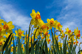golden daffodil flowers close up with blue sky background