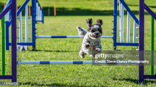 dog agility training - agility fotografías e imágenes de stock