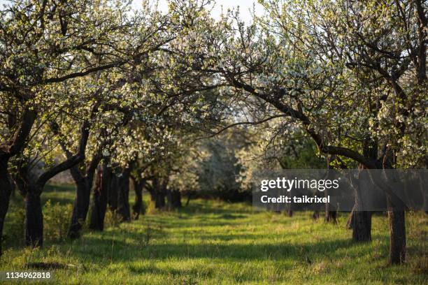 blossoming cherry trees, germany - orchard stock pictures, royalty-free photos & images