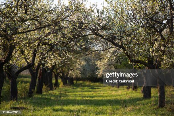 blossoming cherry trees, germany - pomar imagens e fotografias de stock