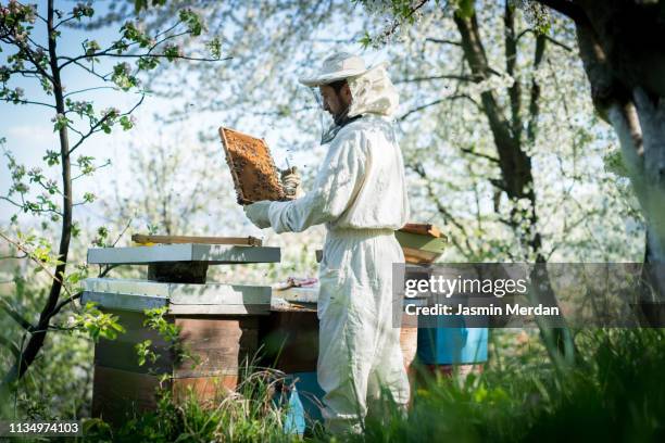 man with bees - beekeeper stock-fotos und bilder