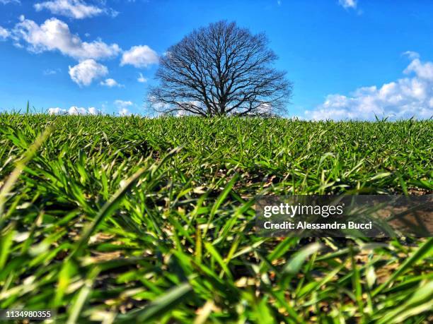 windy field against blue sky - inghilterra stock pictures, royalty-free photos & images