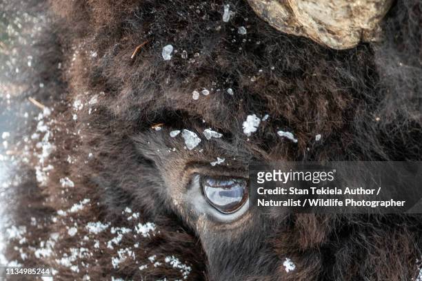 american bison head, eye, horn, winter, frost, snow - icehorn stock pictures, royalty-free photos & images