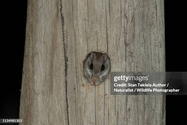 southern flying squirrel, at natural cavity, at night - flying squirrel stock pictures, royalty-free photos & images