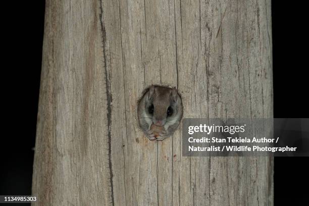southern flying squirrel, at natural cavity, at night - flygekorre bildbanksfoton och bilder