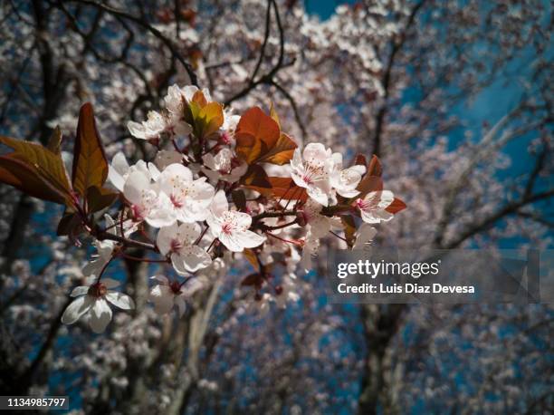 spring blossoms - calle principal calle stock-fotos und bilder